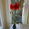 carolyn_layne